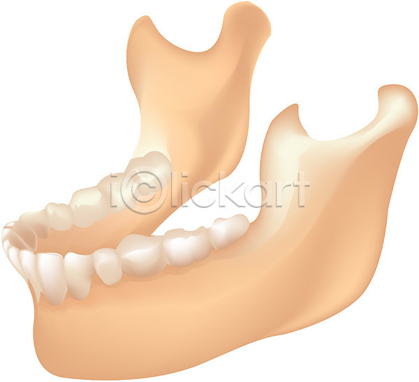 사람 사람없음 EPS 일러스트 근골격기관 뼈 신체 입 장기(의학) 치아 클립아트 턱 턱뼈