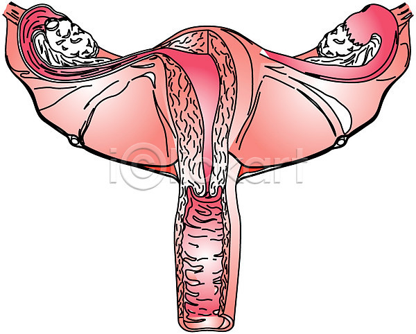 사람 사람없음 EPS 일러스트 생식기관 신체 의학 자궁 장기(의학) 치료 클립아트 해부