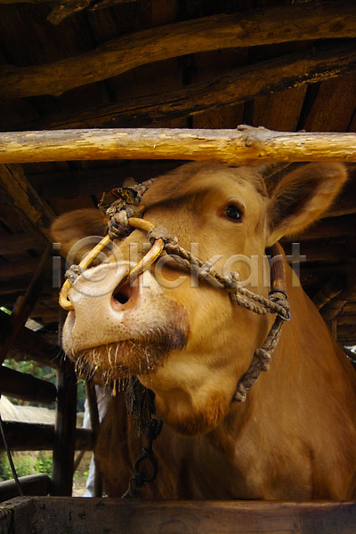 사람없음 JPG 포토 가축 동물 소 실내 외양간 육지동물 주간 척추동물 포유류 한마리 황소