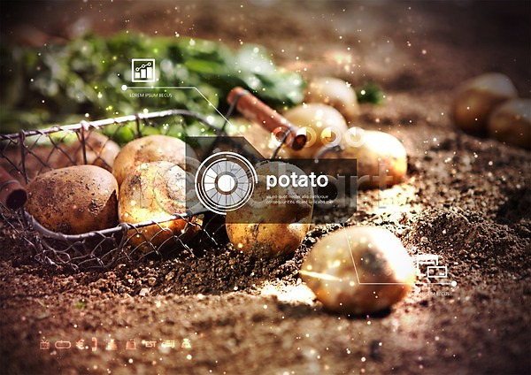분석 사람없음 PSD 편집이미지 감자 농사 홀로그램 흙
