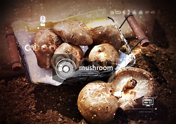 분석 사람없음 PSD 편집이미지 농사 버섯 표고버섯 홀로그램 흙