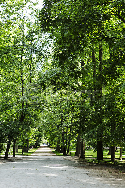 사람없음 JPG 포토 가로수 공원 나무 동유럽 바르샤바 식물 야외 와지엔키공원 유럽 자연 주간 폴란드 풍경(경치) 해외풍경