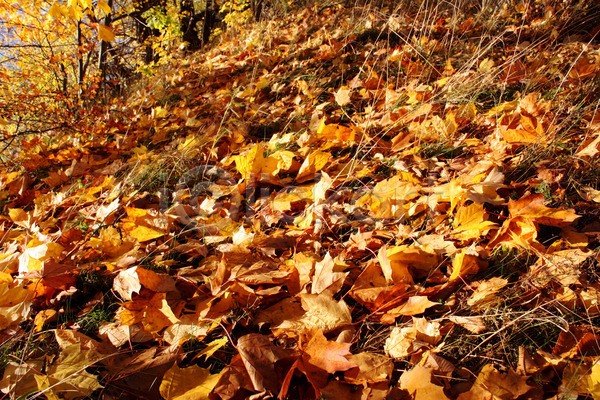 건조 사람없음 JPG 포토 해외이미지 10월 9월 가을(계절) 갈색 거짓말 계절 공원 나무 내추럴 노란색 단풍 땅바닥 백그라운드 빛 빨간색 숲 식물 오렌지 잎 자연 질감 초록색 추상 컬러풀 패턴 해외202004 황금