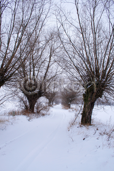 추위 사람없음 JPG 포토 해외이미지 12월 1월 2월 겨울 광택 나무 나뭇가지 눈내림 도로 버드나무 세로 야외 얼음 자국 자연 폴란드 풍경(경치) 해외202004 햇빛