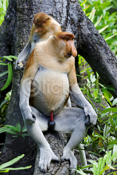 수줍음 사람없음 JPG 포토 해외이미지 강 공원 그룹 나무 놀이 동물 말레이시아 사파리 수유 숨기 숲 아시아 여행 원숭이 이국적 점프 코 트래킹 파티 해외202004