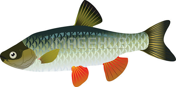 EPS 실루엣 일러스트 해외이미지 검은색 그래픽 그림 낚시 동물 땅 물 미술 바다 빛 선 수영 심플 야생동물 어류 웹 육류 음식 자연 저울 줄무늬 지느러미 포식 해외202004 해외일러스트 현실 흰색