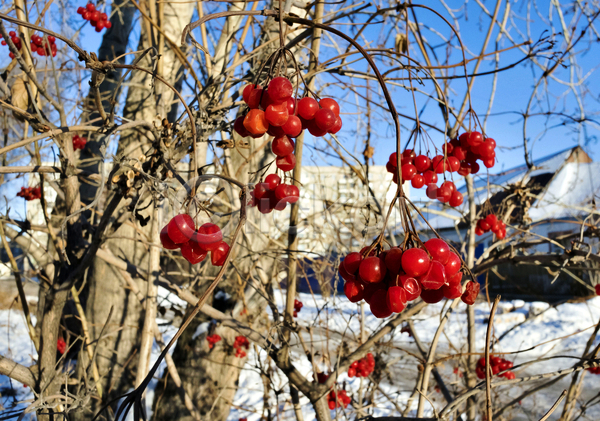 신선 추위 사람없음 JPG 포토 해외이미지 11월 가을(계절) 건강 건강식 겨울 계절 과일 기침 나뭇가지 내추럴 다발 대접 백그라운드 빛 빨간색 숙성 식물 야외 약 약초 열매 음식 자연 재료 해외202004