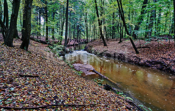 사람없음 JPG 포토 해외이미지 가을(계절) 강 경사 나무 나뭇가지 낙엽 물 숲 안개 유럽 폴란드 해외202004