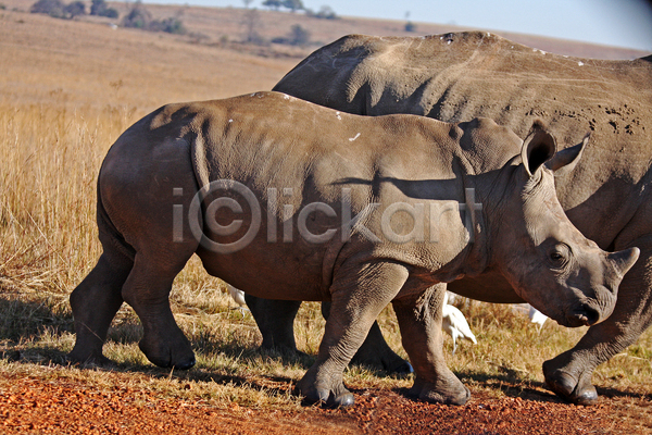 사람없음 아기 JPG 포토 해외이미지 동물 뿔 야생동물 자연 코뿔소 포유류 해외202004