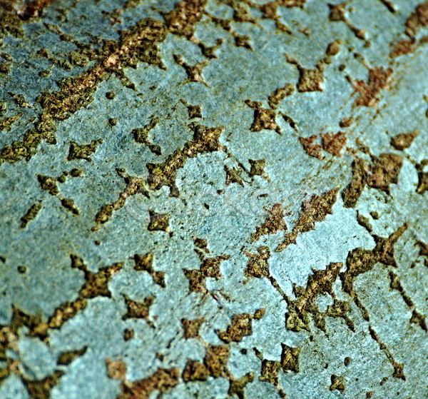 사람없음 JPG 포토 해외이미지 갈색 거친 고립 나무 나무껍질 나뭇가지 날씨 내추럴 목재 묘사 백그라운드 숲 식물 야외 옛날 올리브 자연 질감 초록색 추상 패턴 해외202004 환경 회색