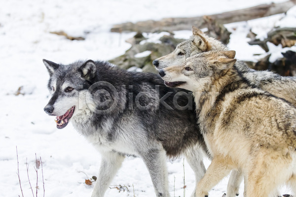 사람없음 JPG 포토 해외이미지 눈(날씨) 늑대 세마리 야생동물 야외 주간 해외202004
