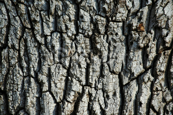 사람없음 JPG 포토 해외이미지 갈색 거친 나무 나무껍질 내추럴 목재 묘사 백그라운드 식물 자연 질감 추상 해외202004