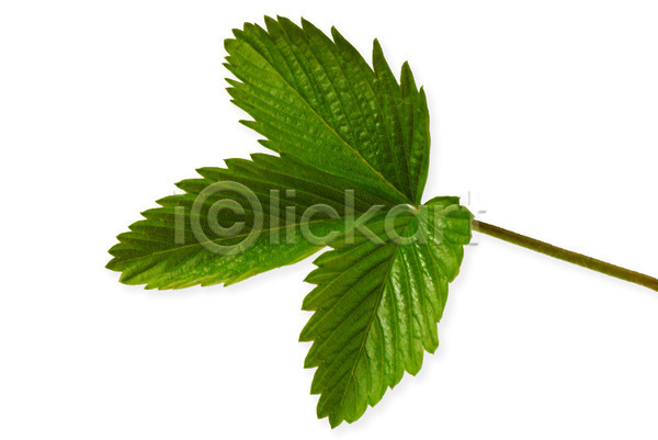 신선 사람없음 JPG 포토 해외이미지 고립 꽃잎 다이어트 딸기 묘사 백그라운드 봄 생태학 세련 식물 여름(계절) 잎 자연 초록색 해외202004 흰색