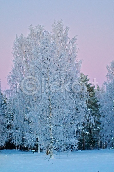 사람없음 JPG 포토 해외이미지 겨울 나무 반투명 분홍색 서리 얼음 하늘 해외202004