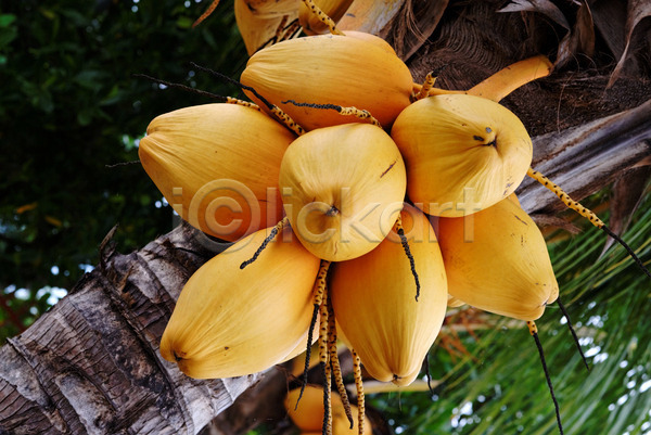 신선 사람없음 JPG 포토 해외이미지 나무 노란색 다발 손바닥 숙성 코코넛 해외202004