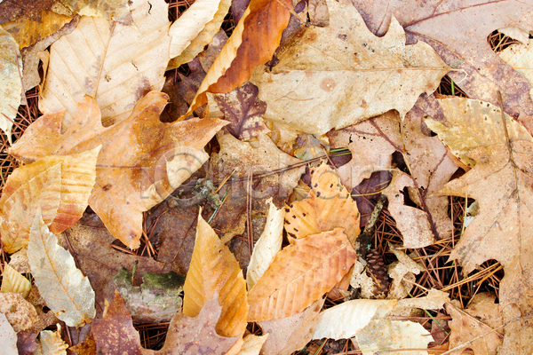사람없음 JPG 포토 해외이미지 가을(계절) 갈색 나무 소나무 숲 잎 해외202004
