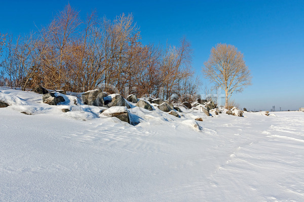 사람없음 JPG 포토 해외이미지 겨울 계절 그림 나무 러시아 사방 소나무 숲 식물 야외 자연 풍경(경치) 하늘 해외202004