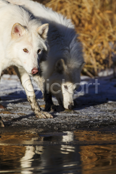 사람없음 JPG 포토 해외이미지 강 늑대 두마리 북극늑대 야생동물 야외 주간 해외202004