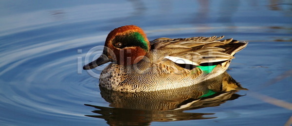 남자 사람없음 JPG 포토 해외이미지 날개 동물 물 수영 야생동물 야외 연못 오리 자연 조류 초록색 해외202004 해외포토 호수 환경