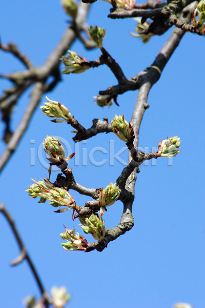 사람없음 JPG 포토 해외이미지 개화 계절 과일 나무 나뭇가지 벚꽃 봄 새싹 식물 잎 자연 정원 초록색 파란색 하늘 해외202004 환경 흰색
