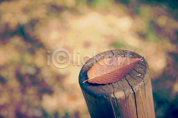 감성 사람없음 JPG 아웃포커스 포토 가을(계절) 가을풍경 계절 낙엽 단풍 배경화면 백그라운드 식물 야외 자연 주간 풍경(경치)