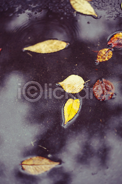 감성 사람없음 JPG 포토 가을(계절) 가을풍경 계절 낙엽 단풍 백그라운드 빗물 식물 야외 자연 주간 풍경(경치)