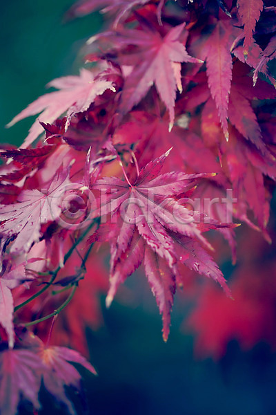 감성 사람없음 JPG 아웃포커스 포토 가을(계절) 가을풍경 계절 낙엽 날씨 단풍 백그라운드 비(날씨) 식물 야외 자연 젖음 주간 풍경(경치)