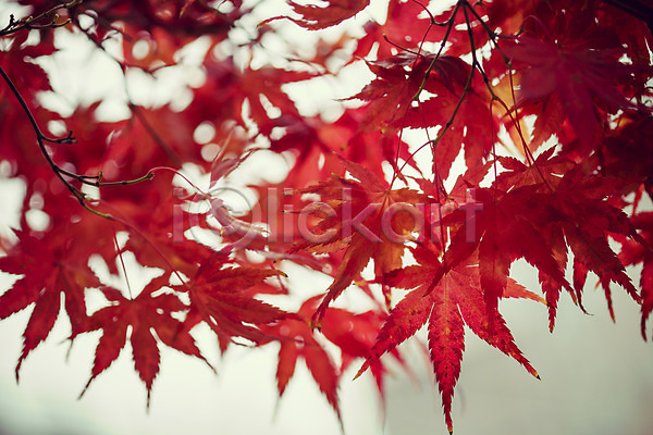 감성 사람없음 JPG 아웃포커스 포토 가을(계절) 가을풍경 계절 낙엽 날씨 단풍 배경화면 백그라운드 비(날씨) 식물 야외 자연 젖음 주간 풍경(경치)