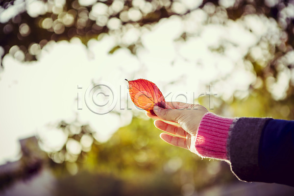 감성 사람 신체부위 JPG 아웃포커스 포토 가을(계절) 가을풍경 계절 낙엽 단풍 배경화면 백그라운드 손 식물 야외 자연 주간 풍경(경치)