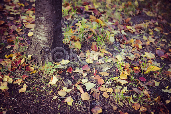감성 사람없음 JPG 포토 가을(계절) 가을풍경 계절 낙엽 단풍 백그라운드 식물 야외 자연 주간 풍경(경치)