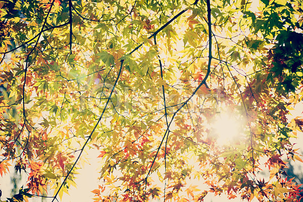 감성 사람없음 JPG 포토 가을(계절) 가을풍경 계절 낙엽 단풍 백그라운드 식물 야외 자연 주간 풍경(경치) 햇빛