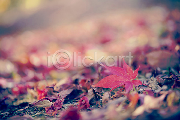 감성 사람없음 JPG 아웃포커스 포토 가을(계절) 가을풍경 계절 낙엽 단풍 백그라운드 식물 야외 자연 주간 풍경(경치)