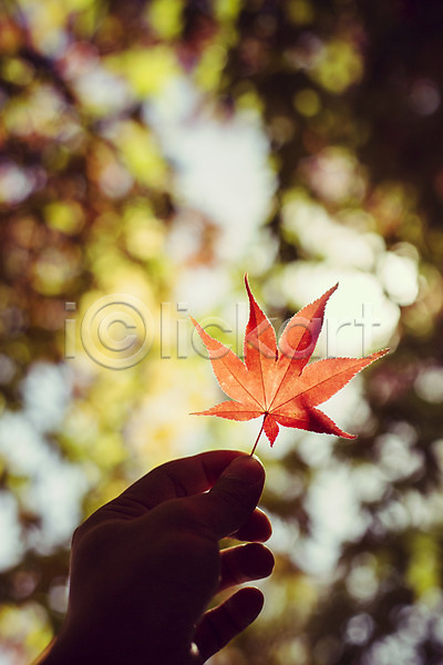 감성 사람 신체부위 JPG 포토 가을(계절) 가을풍경 계절 낙엽 단풍 백그라운드 손 식물 야외 자연 주간 풍경(경치)