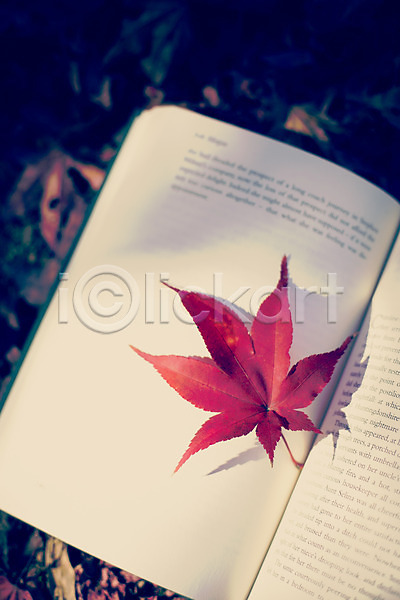 감성 사람없음 JPG 포토 가을(계절) 가을풍경 계절 낙엽 단풍 백그라운드 식물 야외 자연 주간 책 풍경(경치)