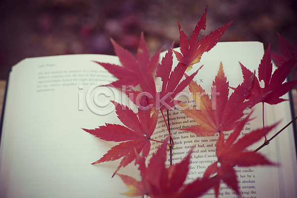 감성 사람없음 JPG 아웃포커스 포토 가을(계절) 가을풍경 계절 낙엽 단풍 백그라운드 식물 야외 자연 주간 책 풍경(경치)