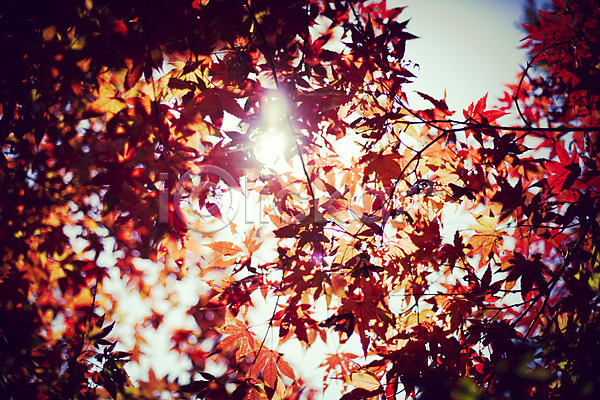 감성 사람없음 JPG 포토 가을(계절) 가을풍경 계절 낙엽 단풍 백그라운드 식물 야외 자연 주간 풍경(경치) 하늘 햇빛