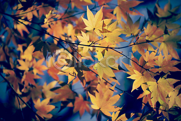 감성 사람없음 JPG 아웃포커스 포토 가을(계절) 가을풍경 계절 낙엽 단풍 백그라운드 식물 야외 자연 주간 풍경(경치) 햇빛