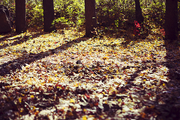 감성 사람없음 JPG 포토 가을(계절) 가을풍경 계절 나무 낙엽 단풍 백그라운드 식물 야외 자연 주간 풍경(경치) 햇빛