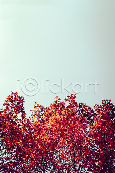 감성 사람없음 JPG 포토 가을(계절) 가을풍경 계절 낙엽 단풍 백그라운드 식물 야외 자연 주간 풍경(경치) 하늘