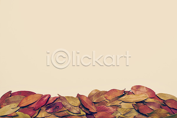 감성 사람없음 JPG 포토 가을(계절) 가을풍경 계절 낙엽 단풍 백그라운드 식물 자연 풍경(경치) 프레임