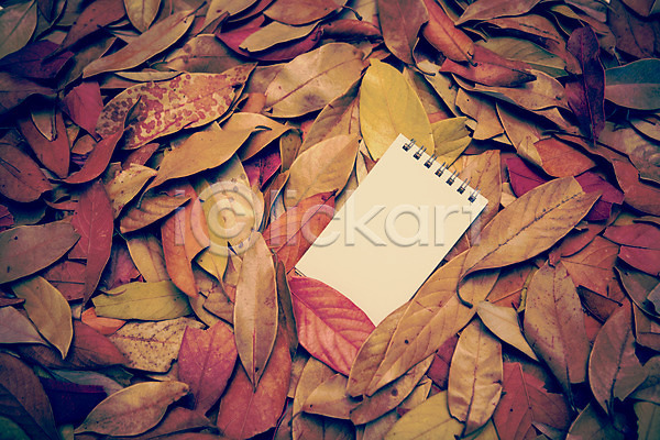 감성 사람없음 JPG 포토 가을(계절) 가을풍경 계절 낙엽 다이어리 단풍 배경화면 백그라운드 식물 야외 자연 주간 풍경(경치)