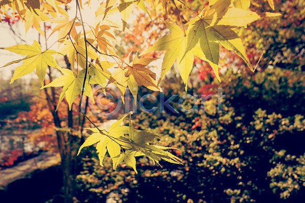감성 사람없음 JPG 아웃포커스 포토 가을(계절) 가을풍경 계절 낙엽 단풍 백그라운드 식물 야외 자연 주간 풍경(경치) 햇빛