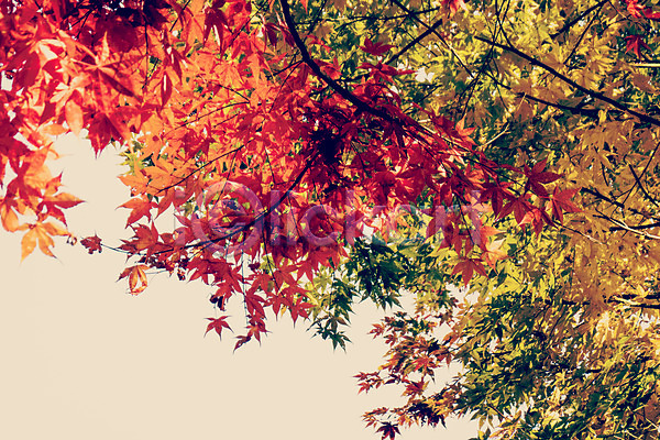 감성 사람없음 JPG 포토 가을(계절) 가을풍경 계절 낙엽 단풍 백그라운드 식물 야외 자연 주간 풍경(경치) 햇빛