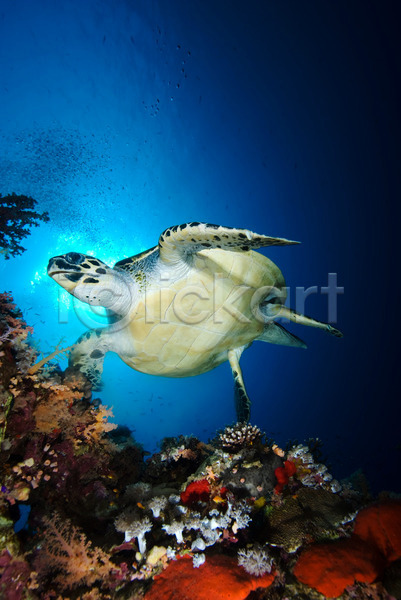활발 사람없음 JPG 로우앵글 포토 해외이미지 견본 멸종 바다 수중 야생동물 이집트 자연 전신 컬러풀 파란배경 한마리 해외202004 홍해