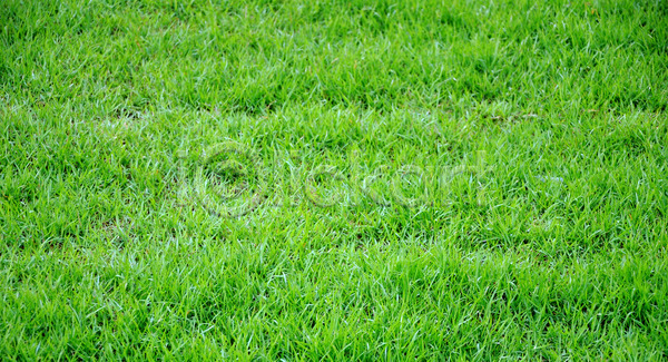 사람없음 JPG 포토 해외이미지 내추럴 묘사 밭 백그라운드 자연 정원 질감 해외202004