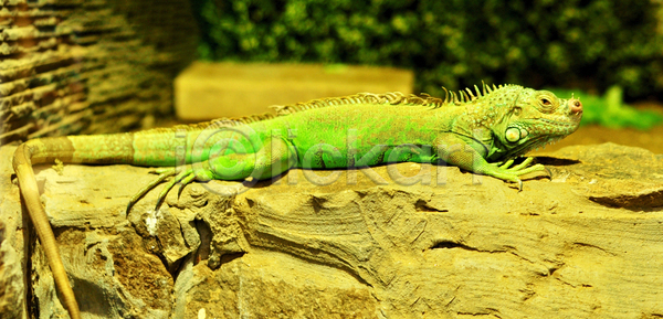 휴식 사람없음 JPG 포토 해외이미지 도마뱀 동물 동물원 생물학 이구아나 초록색 파충류 해외202004 해외포토