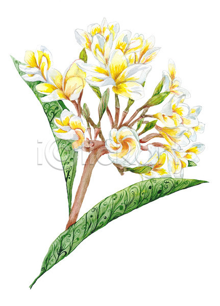 사람없음 JPG 일러스트 해외이미지 그림 꽃 목련 번짐 붓터치 손바닥 수채화(물감) 스파 식물 파라다이스 하와이 하와이인 해외202004