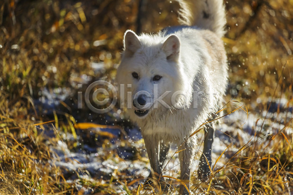 사람없음 JPG 아웃포커스 포토 해외이미지 늑대 북극늑대 야생동물 야외 주간 한마리 해외202004