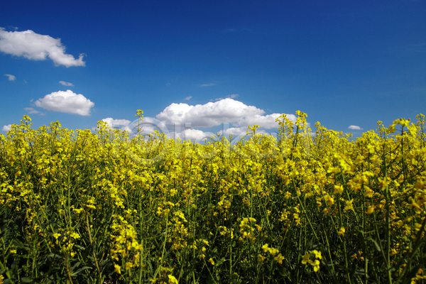 만족 사람없음 JPG 포토 해외이미지 꽃 날씨 노란색 농장 리투아니아 맑음 밭 밭일 봄 북쪽 빛 산업 수확 시간 시골 식물 씨앗 에너지 연료 자연 초록색 파란색 풍경(경치) 하늘 해외202004 힘
