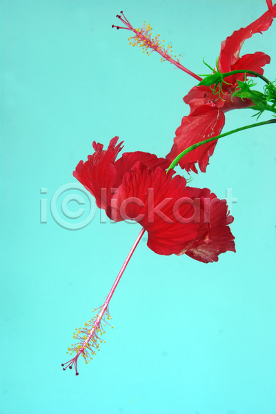 사람없음 JPG 포토 해외이미지 꽃 빨간색 파란배경 해외202004